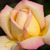 Galben - roz - Trandafir teahibrid - Rose Aimée